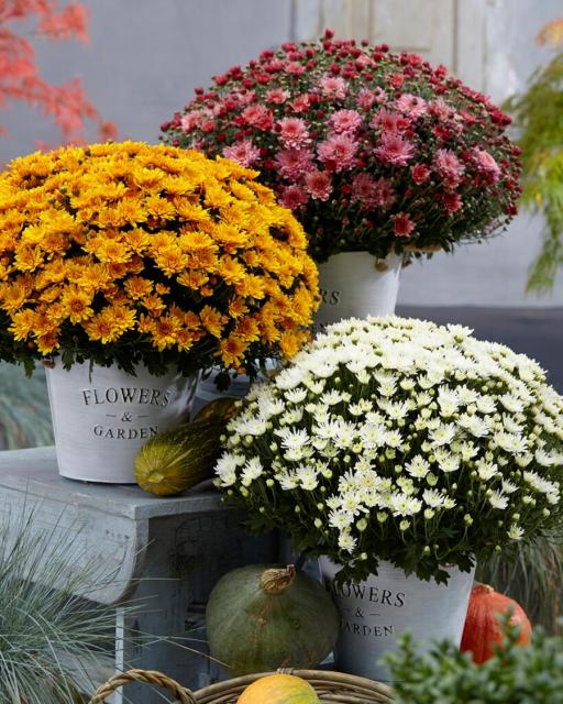 Pot Chrysanthemum